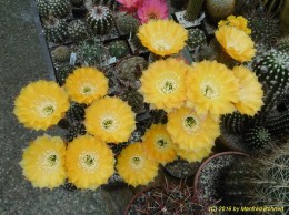 Echinopsis Hybride 003